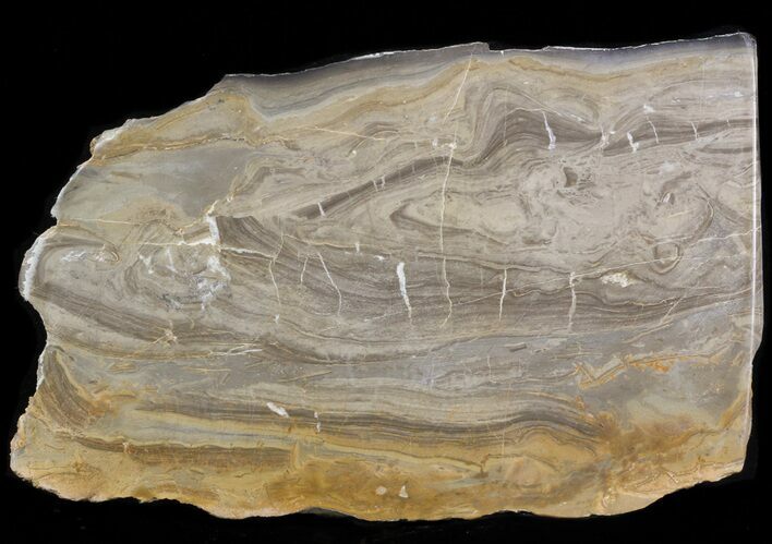 Devonian Stromatolite Slice - Orkney, Scotland #40117